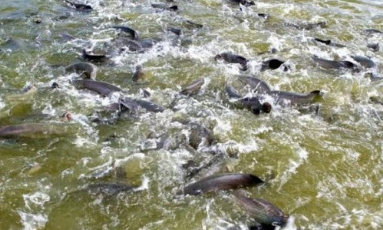 Período De Defeso Iniciará Em Novembro E Pesca Será Proibida Em Rondônia
